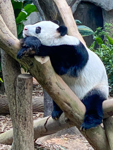 Le papa Panda au Zoo de Singapour, la maman et le bébé restent à l'intérieur