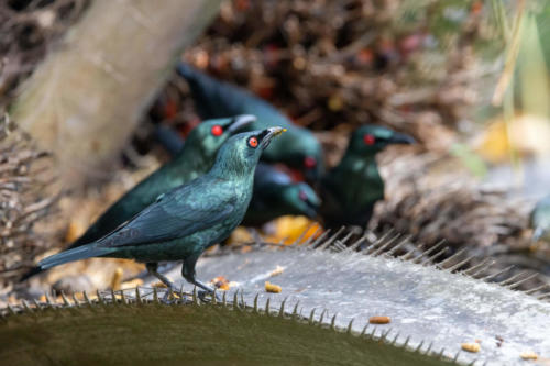 Oiseaux de Singapour - Stourne bronzé Aplonis panayensis - Asian Glossy Starling