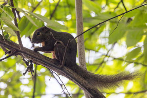 Ecureuil Plantain - Callosciurus notatus - Plantain Squirrel - vu au Jardin Botanique de Singapour