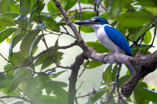 Oiseaux de Singapour - Martin-chasseur à collier blanc Todiramphus chloris - Collared Kingfisher