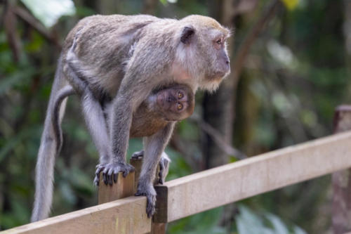 Macaque crabier ou Macaque à longue queue - Macaca fascicularis - Crab-eating macaqueor Long-tailed macaque - vus à Sungei Buloh Wetland Reserve Singapour