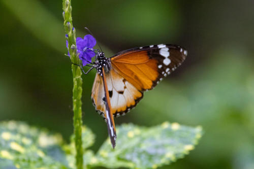 Papillon Petit monarque - Danaus chrysippus - Afraican Monarch butterfly - vu à Botanic garden