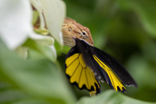 Agame arlequin  (Calotes versicolor - Oriental garden lizard ), mangeant un papillon Troides Helena (Common Birdwing) vu à Botanic Garden, Gallop extension