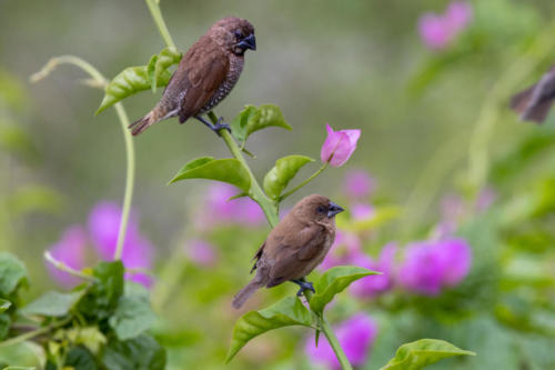 Oiseaux de Singapour - Capucin damier Lonchura punctulata - Scaly-breasted Munia