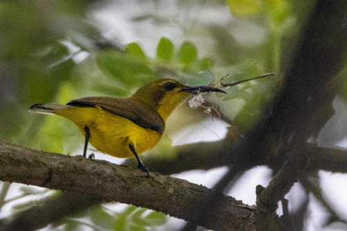 Oiseaux de Singapour - Souimanga à dos vert Cinnyris jugularis - Olive-backed Sunbird