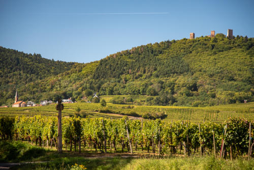 Alsace - un des nombreux châteaux surplombant la plaine