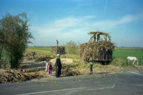 Egypte, Thèbes - Récolte de la canne à sucre