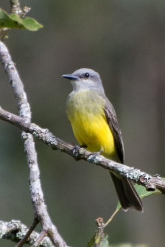 Equateur - BanosTyran mélancoliqueTyrannus melancholicus Tropical Kingbird