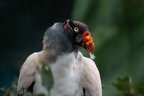 Equateur - Zoo local près de Banos, vautour moine