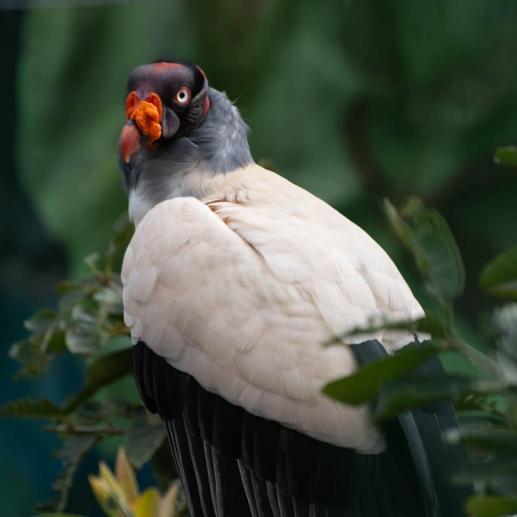 Equateur - Zoo local près de Banos, vautour moine