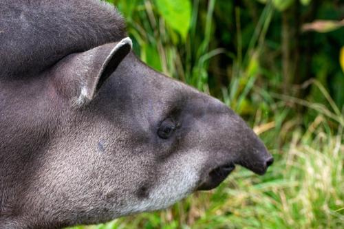 Equateur - Zoo local près de Banos, tapir