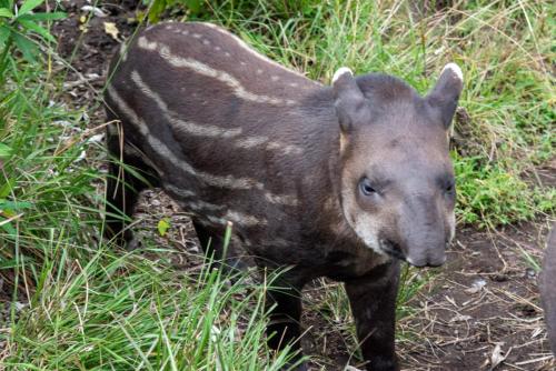 Equateur - Zoo local près de Banos, bébé tapir