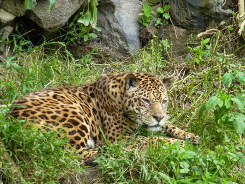 Equateur - Zoo local près de Banos, jaguar