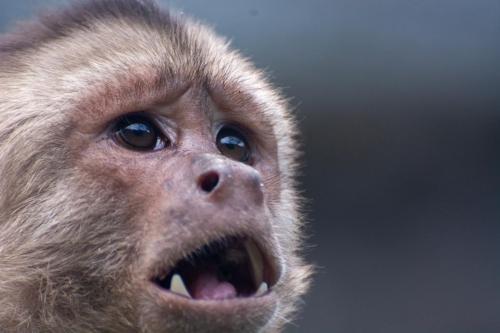 Equateur - Zoo local près de Banos, macaque 