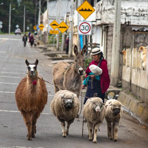 Equateur - Chimborazo, scène de vie campagnarde