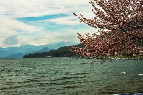 Japon - Lac Chuzenji et cerisiers en fleurs