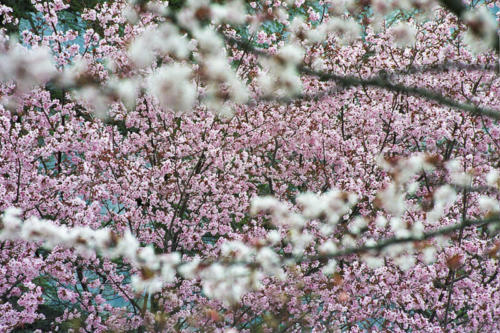 Japon - Lac Chuzenji et cerisiers en fleurs
