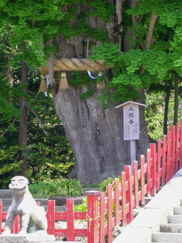 Japon, Kamakura - Shimenawa autour du beau ginkgo à l'entrée du Tsurigaoka Hachiman-gu