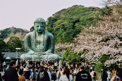Japon, Kamakura - Grand Bouddha au temple Kotoku-in