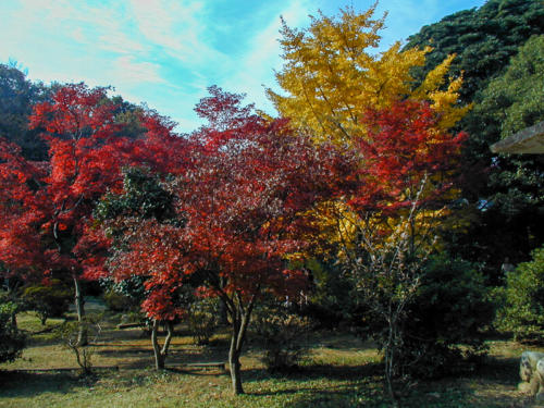 Japon, Kamakura - couleurs d'automne
