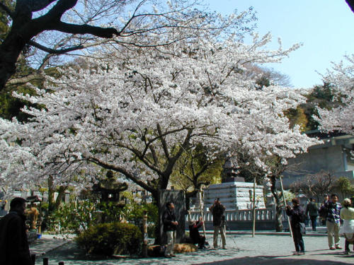 Japon, Kamakura - Sakura au temple Myohon-ji