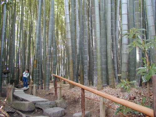 Japon, Kamakura - orêt de bambous du temple Hokoku-ji