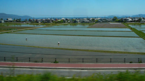 Japon, Kanazawa - culture du riz autour de Kanazawa