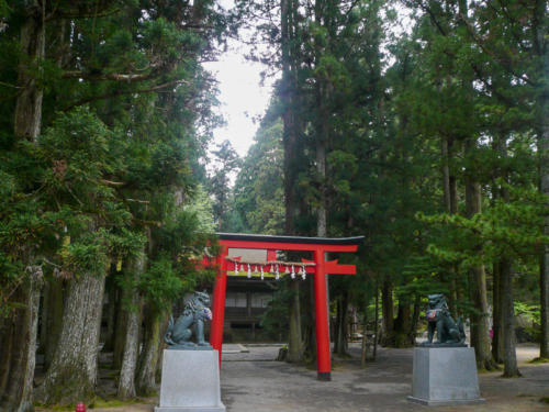 Japon, Mont Koya - arbres géants  au cimetière Okunoin
