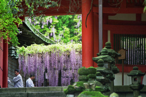 Japon, Nara- Glycine au sanctuaire Kasuga Taisha
