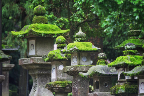 Japon, Nara- les lanternes de pierre du sanctuaire Kasuga Taisha