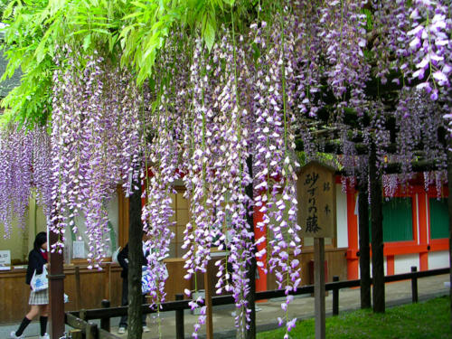 Japon, Nara- Glycine au sanctuaire Kasuga Taisha
