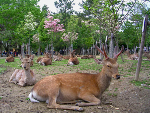 Japon, Nara- les cerfs sika dans le parc de Nara