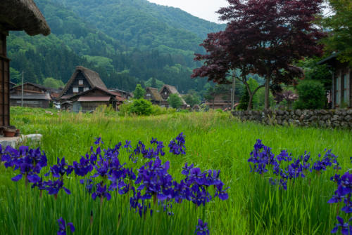 Japon, Shirakawago - iris et maison traditionnelle