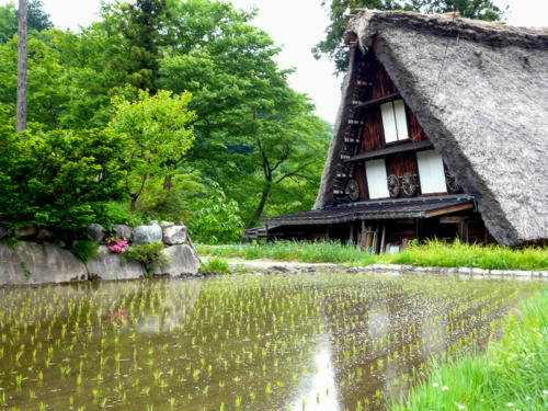 Japon, Shirakawago - maison traditionnelle